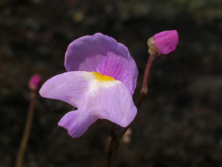 Utricularia purpurea (Eastern purple bladderwort)