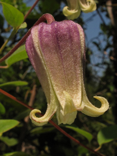 Clematis reticulata (Netleaf leather flower)
