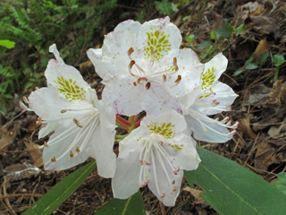 Rhododendron carolinianum (Carolina azalea)