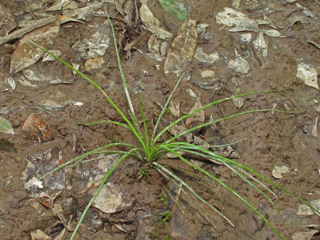 Isoetes louisianensis (Louisiana quillwort)