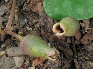 Hexastylis arifolia var. callifolia (Littlebrownjug)