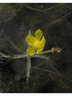 Utricularia radiata (Little floating bladderwort)