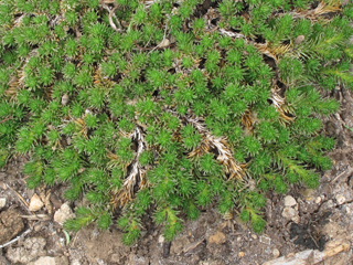 Selaginella peruviana (Peruvian spikemoss)
