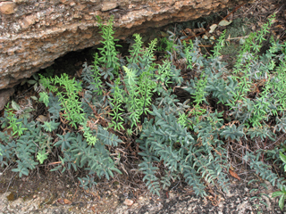 Pellaea wrightiana (Wright's cliffbrake fern)
