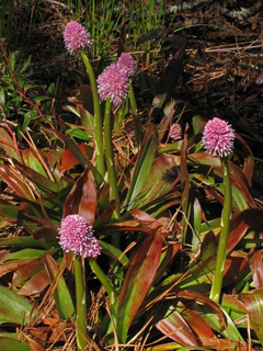 Helonias bullata (Swamp pink)