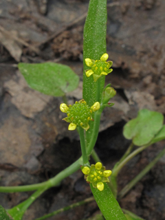Ranunculus pusillus (Low spearwort)