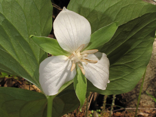 Trillium rugelii (Ill-scented wakerobin)