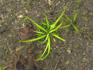 Isoetes melanospora (Blackspore quillwort)