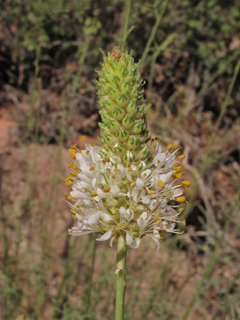 Dalea flavescens (Canyonlands prairie-clover)