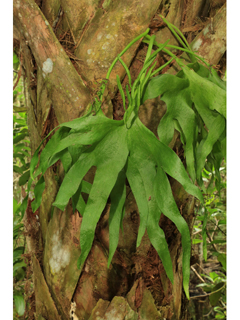 Cheiroglossa palmata (Hand fern)
