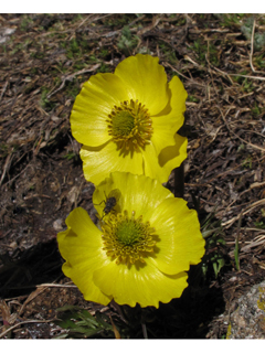 Ranunculus adoneus (Alpine buttercup)