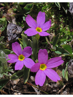 Primula angustifolia (Alpine primrose)