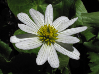 Caltha leptosepala var. leptosepala (White marsh-marigold)