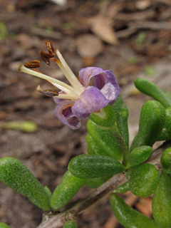 Lycium carolinianum var. carolinianum (Carolina wolfberry)