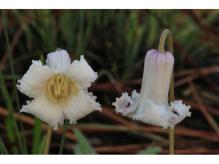Clematis baldwinii (Pine hyacinth)