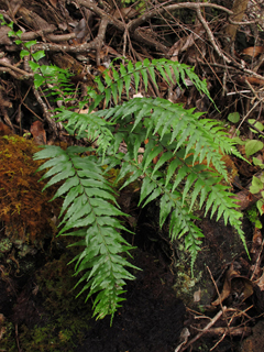 Asplenium contiguum var. contiguum (Forest spleenwort)