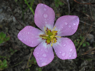 Sabatia stellaris (Rose of plymouth)
