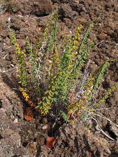 Pellaea ternifolia ssp. ternifolia (Trans-pecos cliffbrake)