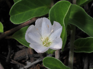 Jacquemontia ovalifolia (Oval-leaf clustervine)