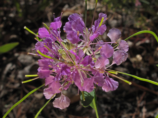 Warea cuneifolia (Carolina pinelandcress)