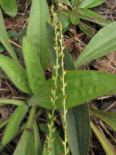 Plantago sparsiflora (Pineland plantain)