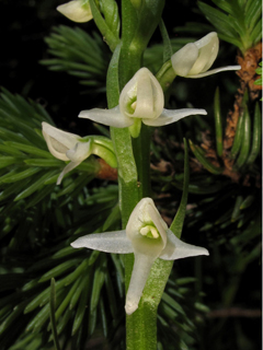 Platanthera dilatata var. albiflora (Scentbottle)