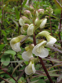 Pedicularis racemosa ssp. alba (Sickletop lousewort)