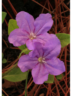 Ruellia caroliniensis var. succulenta (Carolina wild petunia)