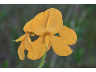 Chapmannia floridana (Florida alicia)
