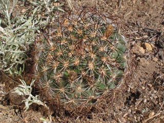 Pediocactus simpsonii var. minor (Mountain ball cactus)