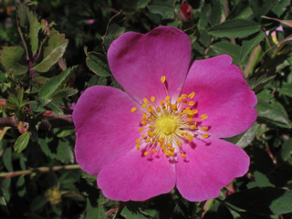 Rosa woodsii (Woods' rose)