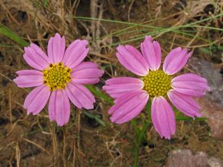 Coreopsis rosea (Pink tickseed)