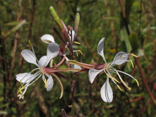 Oenothera filipes (Slenderstalk beeblossom)