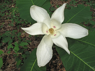 Magnolia macrophylla (Bigleaf magnolia)