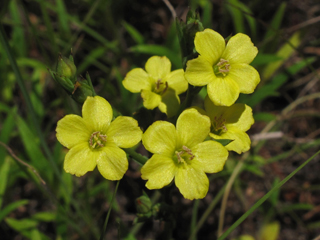 Linum medium var. texanum (Stiff yellow flax)