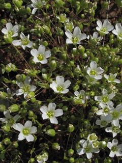 Minuartia uniflora (One-flower stitchwort)