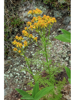 Packera millefolium (Piedmont ragwort)