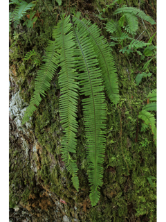 Pecluma plumula (Plumed rockcap fern)