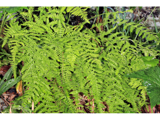 Woodsia appalachiana (Appalachian cliff fern)