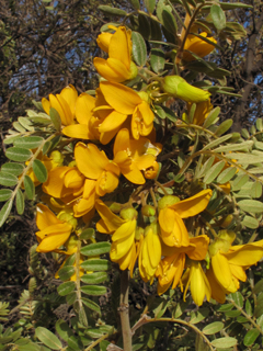 Sophora chrysophylla (Mamani)