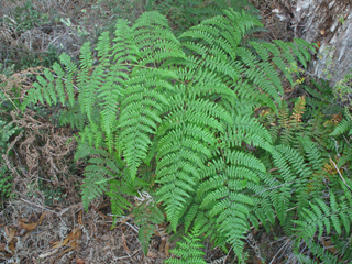 Pteridium aquilinum var. decompositum (Hawaiian bracken fern)