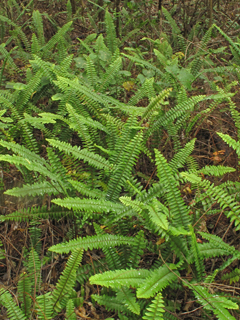 Nephrolepis exaltata ssp. hawaiiensis (Hawaiian boston fern)
