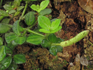 Peperomia tetraphylla (Acorn peperomia)