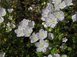 Phacelia dubia (Smallflower phacelia)