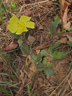 Helianthemum carolinianum (Carolina frostweed)