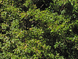 Hippomane mancinella (Manchineel)