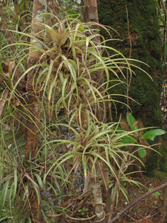 Tillandsia variabilis (Leather-leaf airplant)