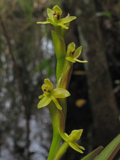 Epidendrum rigidum (Stiff-flower star orchid)