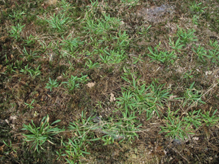 Minuartia cumberlandensis (Cumberland stitchwort)