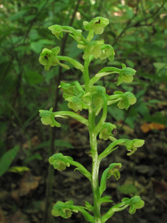 Platanthera flava var. flava (Palegreen orchid)